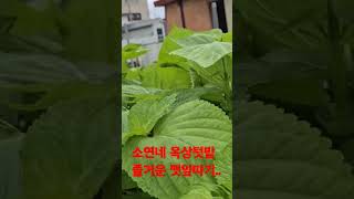 (가수나소연) 옥상텃밭  에서 깻잎따서 지인들에게  나누어 드릴렵니다😃24/07/19