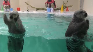 ラッコ　メイちゃんとキラちゃん　そろってガラスをコンコンです　【鳥羽水族館】Sea otter Mei-chan Kira-chan Toba Aquarium