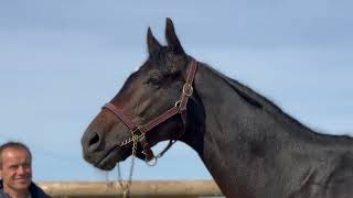 Makaloun, nouvel étalon au Haras de la Côte Fleurie (14)