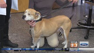 Pet Microchip Myths