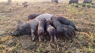 Rambo kelo pigs,,, piglets care video