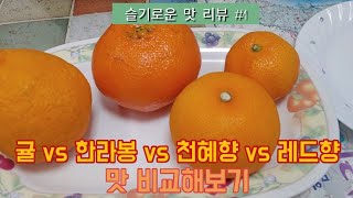 슬기로운 맛 리뷰 #1 귤 vs 한라봉 vs 천혜향 vs 레드향 맛 비교해보기