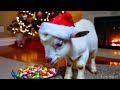 holiday vibes cute animals relaxing under the christmas tree 节日暖意：小动物们在圣诞树下的悠闲时光