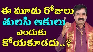 ఆదివారం మంగళవారం శుక్రవారం తులసి ఆకులు ఎందుకు కోయకూడదు | Tulasi Akulu Significance | Pooja Tv Telugu