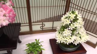 サツキ盆栽（さつき・皐月・サツキツツジ）の展覧会（2015.5.30）Bonsai　Exhibition