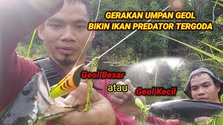 UMPAN GEOL SANGAT EFEKTIF UNTUK MENGGODA IKAN DI SPOT YANG BERLUMUT