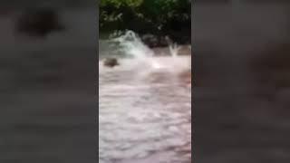 Leopard dives into river to catch crocodile #short