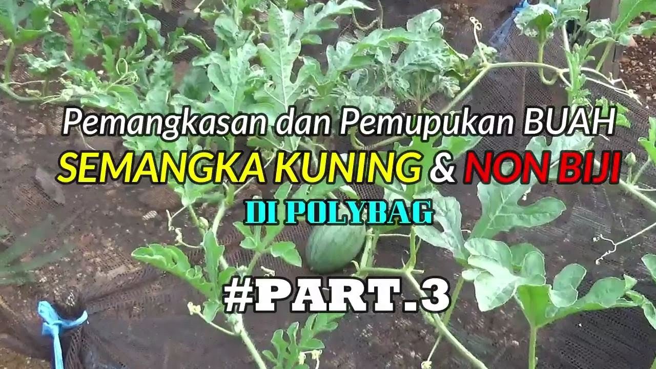 Pemupukan Buah & Pemangkasan Semangka Kuning Di Polybag PART 3 - YouTube