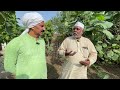 लाखों की खेती fig farming in india अंजीर की खेती के बारे में जानकारी anjeer ki kehti