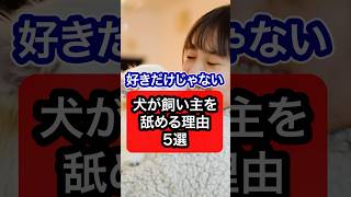 【好きだけじゃない】犬が飼い主を舐める理由を獣医師が解説 #犬 #犬のいる暮らし #犬のいる生活 #愛犬 #獣医師 #いぬ #いぬのいる生活