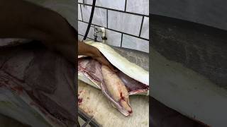 ماهی سکن یا سه کله:گوشت لقم بدون تیغ مناسب برای سرخ کباب و قلیه ماهی #viral #fish #grouper #explore