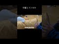 トンネル初体験の愛猫。 白猫 保護猫 cat