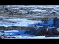 arctic hare runs like a man