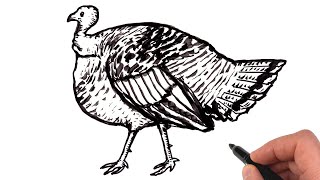 How to Draw Turkey | Ink Drawing