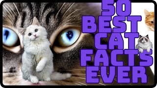 Discover 50 Unusual Cat Facts: Fascinating Insights into Feline Behavior, Cat History, and More!\