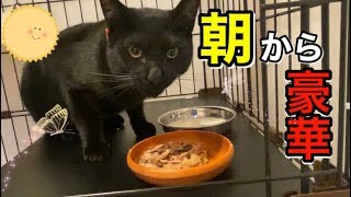 【黒猫】朝から豪華！100人祝いの残りを食べる猫。食べすぎなため全力で運動をします。最後におまけ付き。