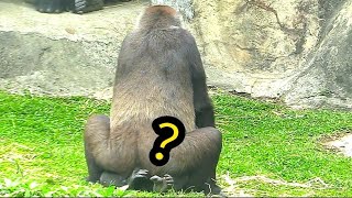 🤔😆🤣#D'jeeco Family#ゴリラ #迪亞哥 |Taipei zoo#金剛猩猩#Ringo|20230408-31