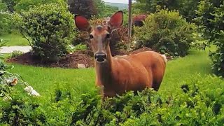 Homeowner Talks to Deer on Ring Camera