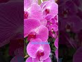 orchid flower flower show hongkong 2024