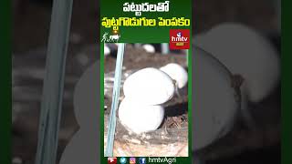 పట్టుదలతో పుట్టగొడుగుల పెంపకం | Mushroom Cultivation | hmtv Agri