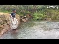 Ikan Lampam Naik Sungai Lagi...Musim dia...