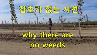 잡초가 없는 이유와 밭을 뒤집는 장비. no weeds how?