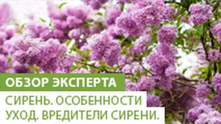 Сирень. Особенности сирени. Уход за сиренью. Вредители сирени.