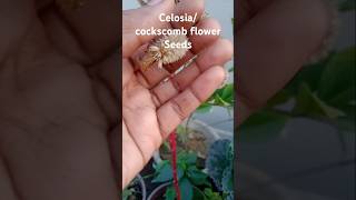 How to collect celosia/cockscomb flower seeds#shortsfeed#gardening#trending#viralshorts#ytshortindia