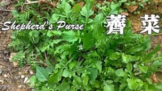 噹噹噹！薺菜大現蹤，野友們多留意！Capsella bursa-pastoris