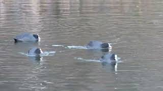 Petit rassemblement de Foulques macroule - Fulica atra