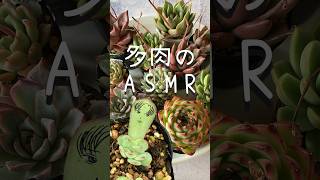 多肉のASMR #エケベリア #多肉植物 #葉挿し #葉挿しっ子 #asmr #山奥屋の多肉