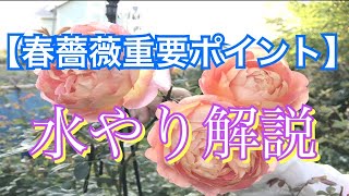 【春薔薇　重要ポイント】水やり解説