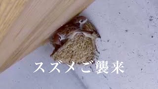 初スズメの襲来・ツバメの卵はあるのか？/Sparrows First attack the swallows nest. How about eggs?!