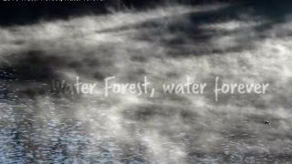 2016 Water Forest, water forever