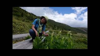 吾妻山の高山植物【兎平～浄土平～蓬莱山～鎌沼～桶沼を歩く）福島県