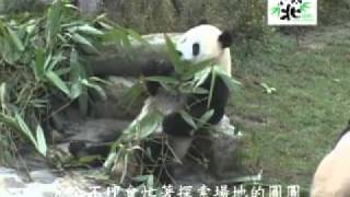 臺北市立動物園_團團吃竹子 Tuan Tuan Eats Bamboo