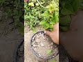 how to grow bouganville cuttings in soil shorts youtubeshorts garden bodogardening