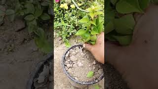 HOW TO GROW BOUGANVILLE CUTTINGS IN SOIL !! #shorts #youtubeshorts #garden #bodogardening