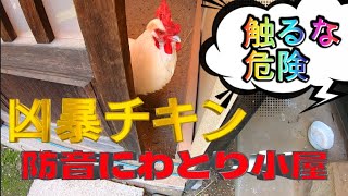 凶暴にわとりと防音小屋の紹介　にわとり二年飼ってみた結果　【I raise ferocious chickens】