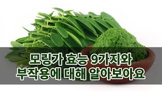 모링가 효능 9가지와 부작용에 대해 알아보아요