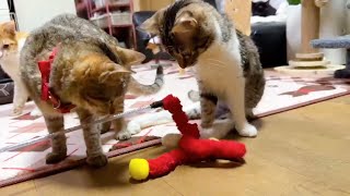 じゃらしが楽しくて足がパタパタしちゃう下半身麻痺の子猫