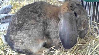 Deutscher Widder wildfarbig, Bélier Allemand, Duitse Hangoor, Jungtierschau Murg 2013