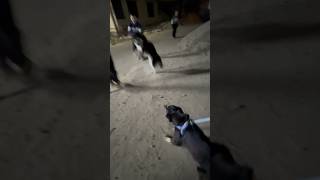 عركة بين الكلاب 🐶😂  A fight between dogs