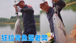 鄧剛釣魚：草魚青魚狂拉，老闆看到皺起眉頭，早知道不放狠話了！【天元邓刚】