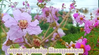 Episode 14 : The beauty of wildflowers | ផ្កាត្របែកព្រៃដ៏សែនស្រស់ស្អាត | Sokha KH