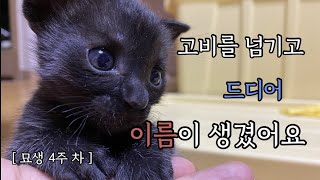 [구조 4주 차 폭풍성장 중] 드디어 이름을 지어줬어요ㅣ냥줍일기ㅣ새끼고양이ㅣ길고양이ㅣ고양이구조ㅣ아기고양이