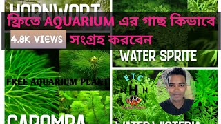 Free Te Aquarium plants. how to hunting aquarium Plants#part1 @ETC_MHN