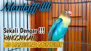 Suara Burung Lovebird NGEKEK PANJANG, Pancingan Lovebird PALING CEPAT BIKIN BUNYI