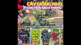 CUNG CẤP CÂY GIỐNG NHO NINH THUẬN - GIÁ CHỈ 115K/1 CÂY GIỐNG