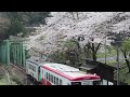 満開の桜と樽見鉄道 ハイモ295 315 ハイモ295 617 普通樽見行き 日当駅到着